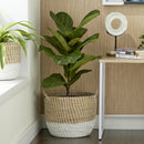 CESTA CYPERUS