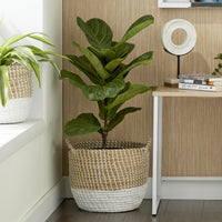 CESTA CYPERUS