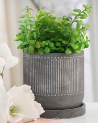 MACETA W/SAUCER GRAY PATTERN